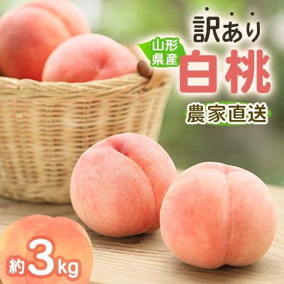 令和8年産　先行受付　農家直送「白桃」約3キロ　訳あり　ご家庭用【離島配送不可】