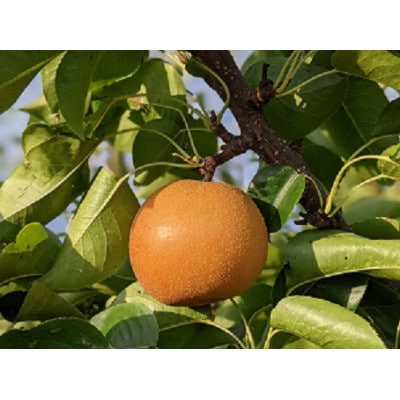 令和8年産 先行受付 農家直送 「和梨」 約3キロ 訳あり ご家庭用 【離島配送不可】