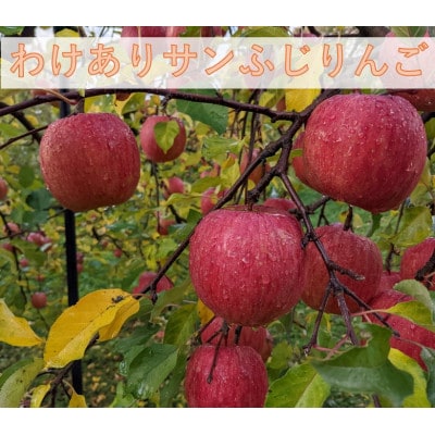 令和8年産　農家直送わけあり「サンふじりんご」自家用約5キロ