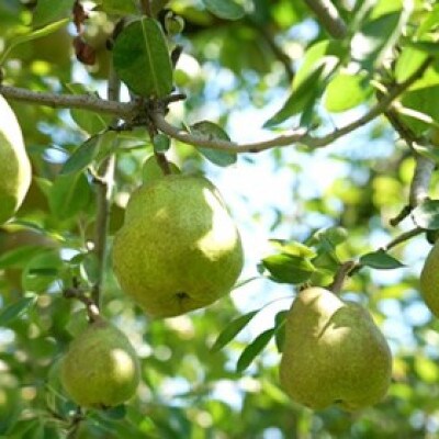《2025年度先行予約》山形県産 ラ・フランス 秀品 約3kg(8-14玉)