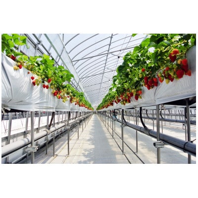 【1・2月に利用可能】豊平どんぐり農園「いちご狩り65歳以上ペアチケット」