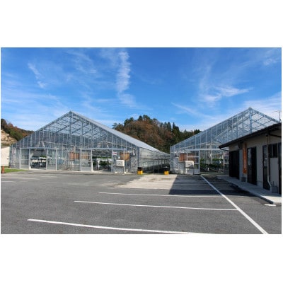 【1・2月に利用可能】豊平どんぐり農園「いちご狩り65歳以上ペアチケット」