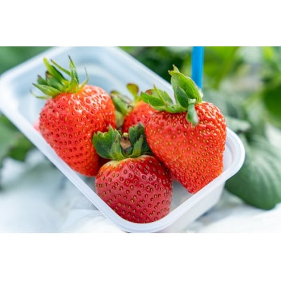 【1・2月に利用可能】豊平どんぐり農園「いちご狩りペアチケット」