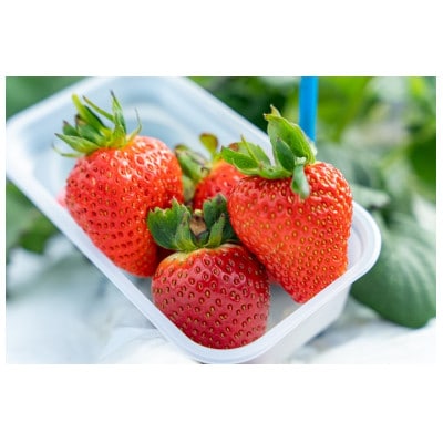 【1・2月に利用可能】豊平どんぐり農園　いちご狩り入園券3枚セット(大人2名・幼児1名)