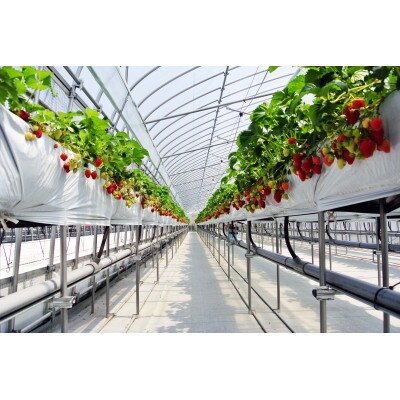 【1・2月に利用可能】豊平どんぐり農園　いちご狩り入園券3枚セット(大人2名・幼児1名)