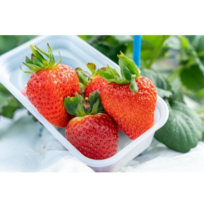 【3・4月に利用可能】豊平どんぐり農園「いちご狩り65歳以上ペアチケット」