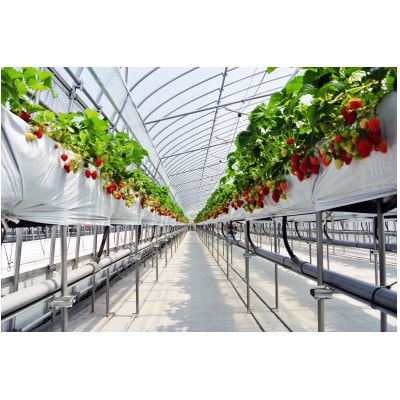 【3・4月に利用可能】豊平どんぐり農園「いちご狩りペアチケット」