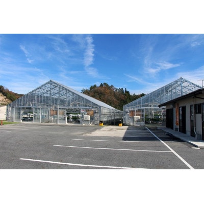 【3・4月に利用可能】豊平どんぐり農園　いちご狩り入園券3枚セット(大人2名・小学生1名)