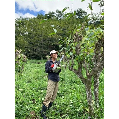 広島杜仲茶3袋セット