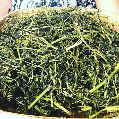 合鴨玄米はぶそう茶4袋セット