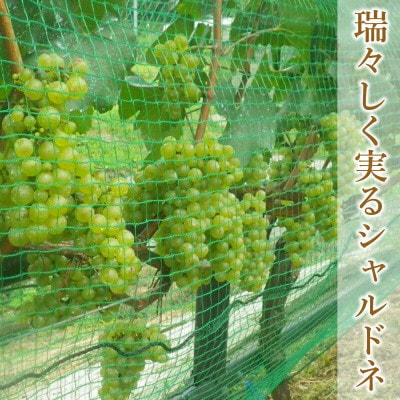 ホッコーワイナリー 「山霧路(やまむろ)」 白ワイン シャルドネ