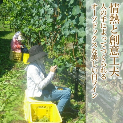 ホッコーワイナリー 「山霧路(やまむろ)」 白ワイン シャルドネ