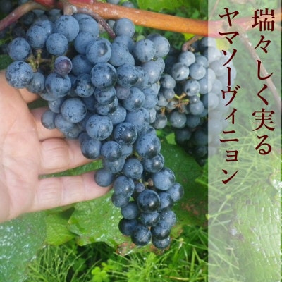 ホッコーワイナリー「山紫野(やましの)」 赤ワイン ヤマソーヴィニヨン
