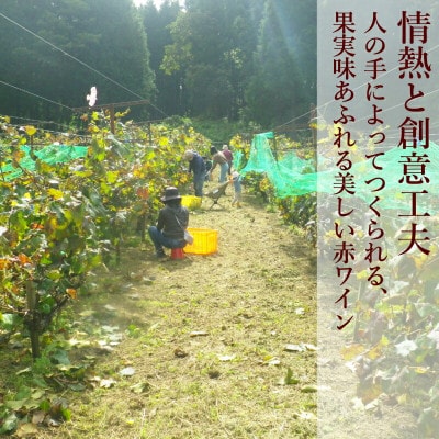 ホッコーワイナリー「山紫野(やましの)」 赤ワイン ヤマソーヴィニヨン