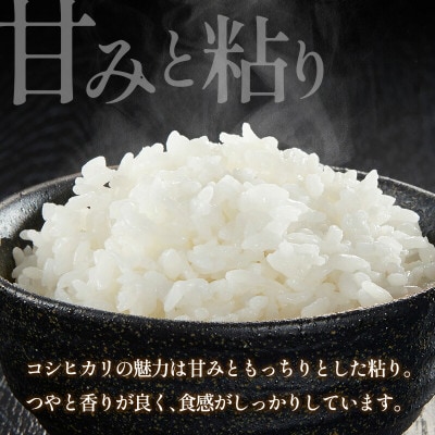 栄ファーム 大朝の米 こしひかり(精米10kg)2026年産