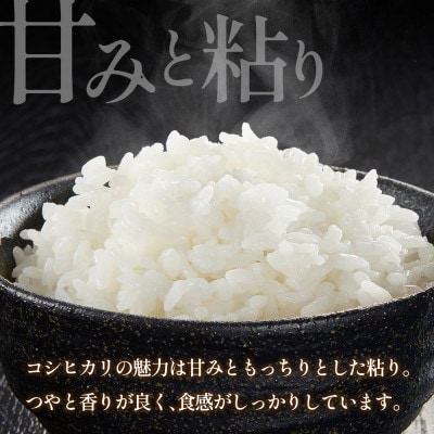 【毎月定期便】コシヒカリ 精米 3kg 大朝の米こしひかり 栄ファーム全6回