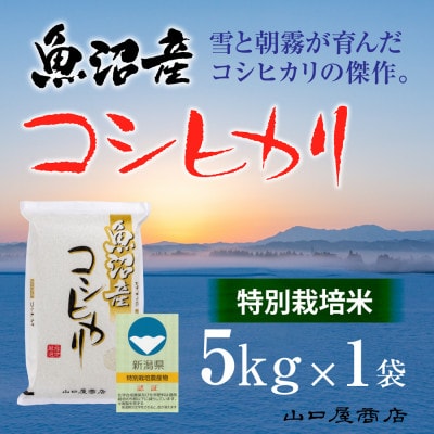 【令和6年産】【厳選☆十日町育ち】“特別栽培米” 魚沼産コシヒカリ　5kg