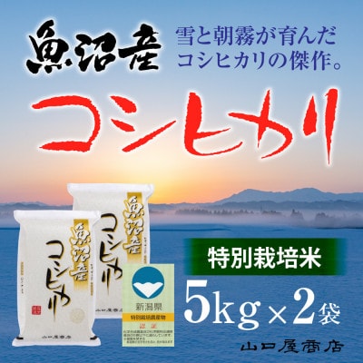 【令和6年産】【厳選☆十日町育ち】“特別栽培米” 魚沼産コシヒカリ　5kg×2袋