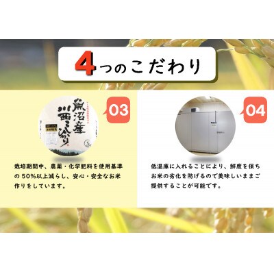 【先行受付　10月上旬発送】新潟県魚沼産　川西こしひかり5kg　令和6年度米