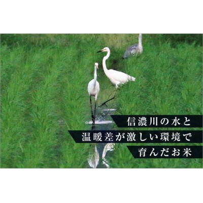 数量限定　従来品種　魚沼産コシヒカリ　万寿(精米)　5kg×3袋　令和8年産米