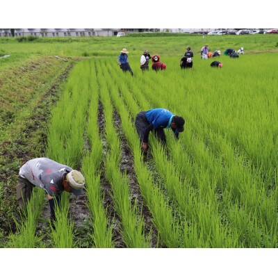 【令和5年産】天日干し「あんしん魚沼産コシヒカリ」精米5キロ(障がい者支援の返礼品)