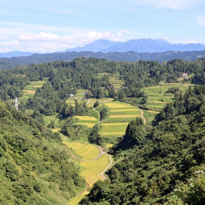 新潟県魚沼産コシヒカリ/栽培期間中農薬・化学肥料不使用「山清水米」はざ架け米/精米5kg