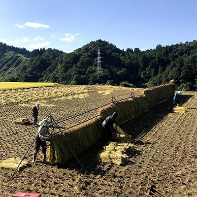 2023年3月発送開始『定期便』栽培期間中農薬・化学肥料不使用「山清水米」はざ架け米5kg全3回