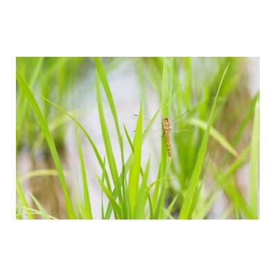 【令和7年産】江戸伝承極上米(有機米)　有機JAS認証魚沼産コシヒカリ4kg(2kg×2)