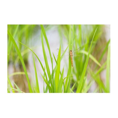【令和7年産】江戸伝承極上米(有機米)　有機JAS認証魚沼産コシヒカリ2kg