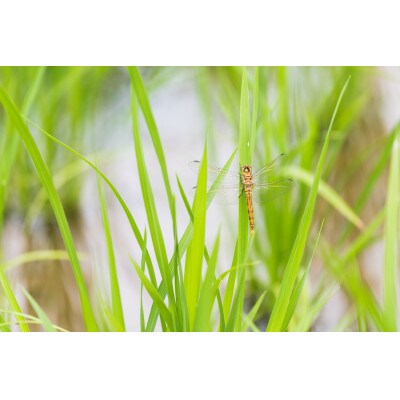 【令和7年産】江戸伝承極上米(有機米)　有機JAS認証魚沼産コシヒカリ10kg(5kg×2)