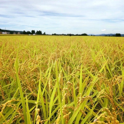 雪花米5kg