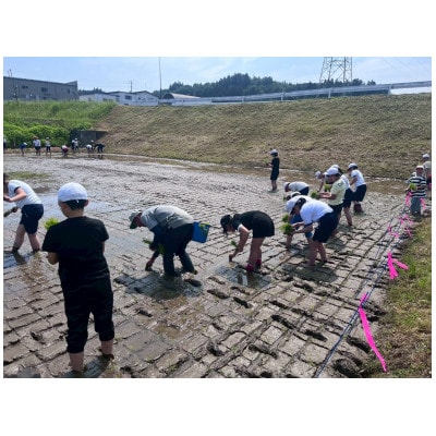 【毎月定期便】魚沼産 新之助 5kg全6回