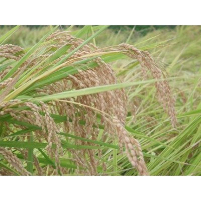 【令和4年度産】魚沼産新之助 2kg
