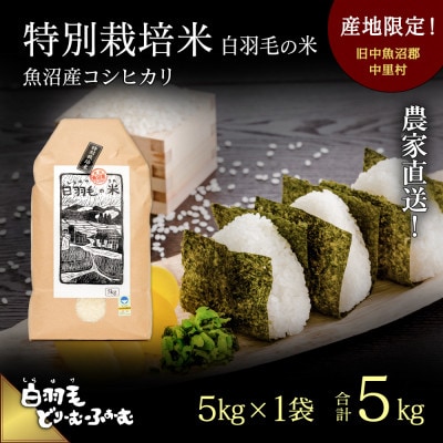 令和4年産 農家直送!魚沼産こしひかり 特別栽培米「白羽毛の米」精米5kg