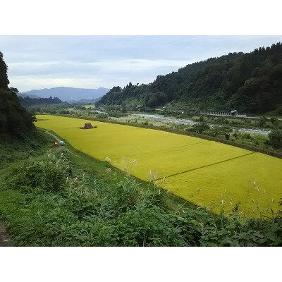 令和4年産 農家直送!魚沼産こしひかり 特別栽培米「白羽毛の米」精米5kg