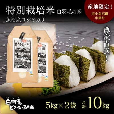令和7年産　農家直送!魚沼産こしひかり　特別栽培米「白羽毛の米」精米5kg×2袋