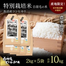 令和4年産　農家直送!魚沼産こしひかり　特別栽培米「白羽毛の米」精米2kg×5袋