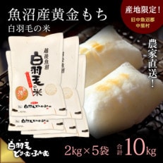 令和4年産　農家直送!魚沼産黄金もち「白羽毛の米」精米2kg×5袋