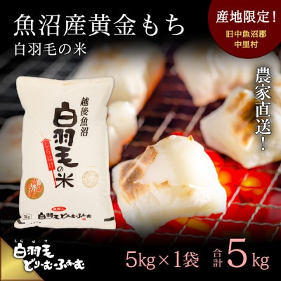 令和7年産　農家直送!魚沼産黄金もち「白羽毛の米」精米5kg×1袋