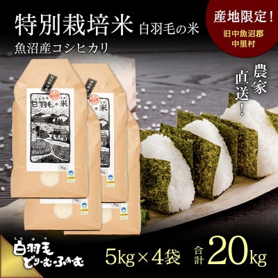 令和8年産　農家直送!魚沼産こしひかり　特別栽培米「白羽毛の米」精米20kg(5kg×4袋)