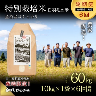 【2ヵ月毎定期便】農家直送!魚沼産コシヒカリ特別栽培 精米(10kg×1袋)全6回