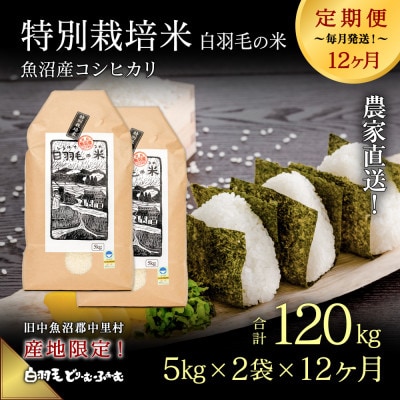 【毎月定期便】農家直送!魚沼産コシヒカリ特別栽培 精米(5kg×2袋)全12回