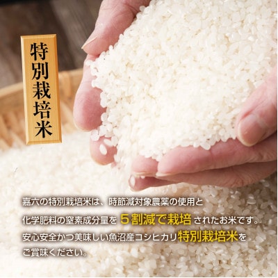 無地熨斗あり 新潟県 魚沼産 コシヒカリ 特別栽培米 魚沼の宝物 精米2kg(2kg×1袋)
