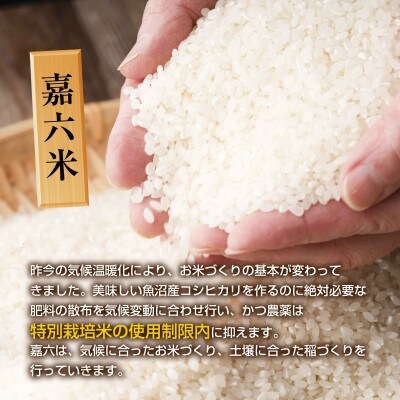 魚沼産 コシヒカリ 令和6年産 魚沼の宝物 精米 10kg (5kg×2袋)