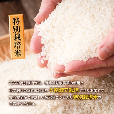 【2ヵ月毎定期便】新潟県 魚沼産 コシヒカリ 特別栽培米 魚沼の宝物 精米 5kg全6回