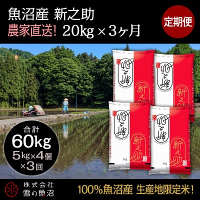 【毎月定期便】【中里地域限定!魚沼産 新之助】20kg(5kg×4袋)×3 合計60kg全3回