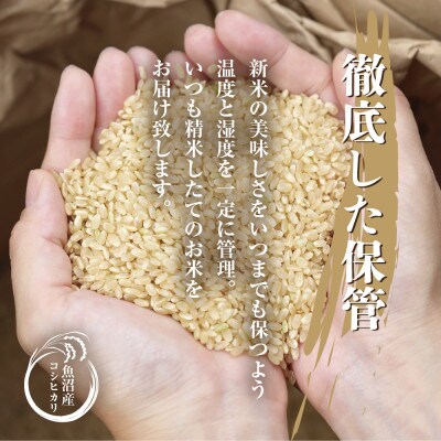 【新米先行予約】無地熨斗 魚沼産 コシヒカリ 2kg×3袋 計6kg(美味しい炊き方ガイド付き)