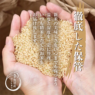 2023年3月発送開始『定期便』無洗米 魚沼産 コシヒカリ 20kg全6回