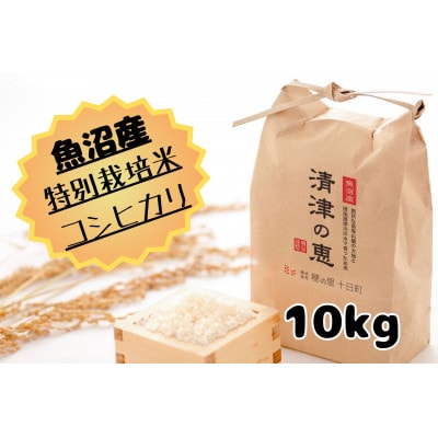 令和7年産【10月発送開始】魚沼産特別栽培米コシヒカリ〈清津の恵〉10Kg(5kg×2袋)