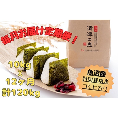 【毎月定期便】魚沼産特別栽培米コシヒカリ〈清津の恵〉(精米)毎月10Kg全12回
